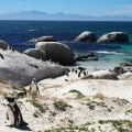 Boulders Beach
